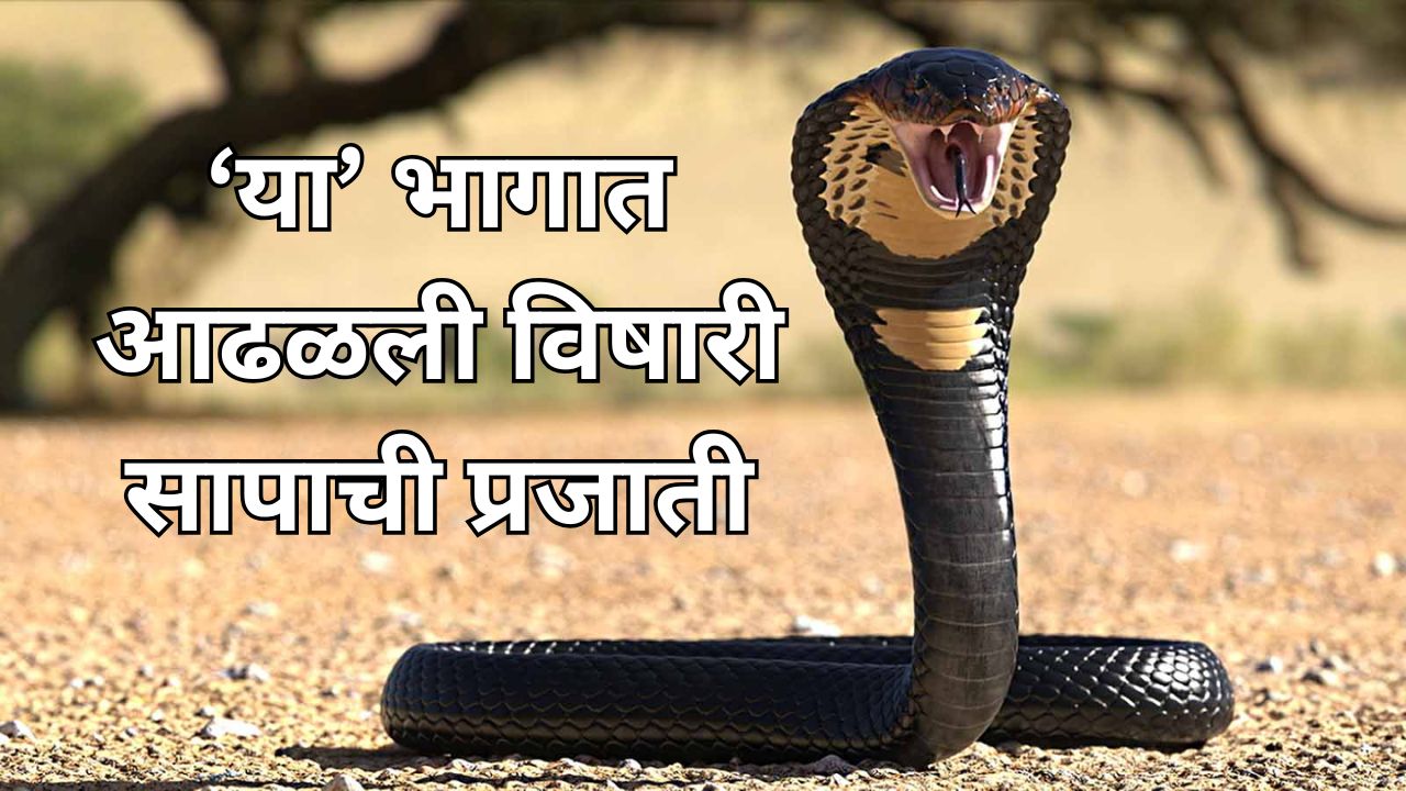 Snake Viral News